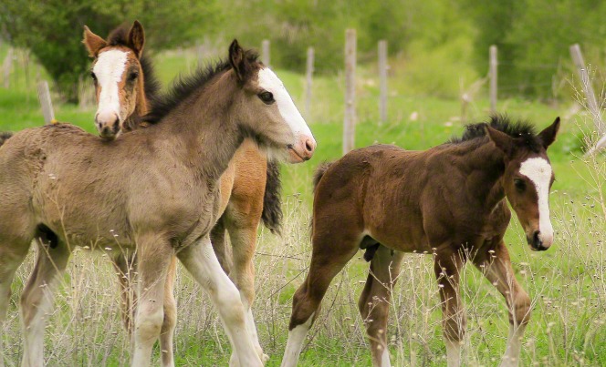 The Four Horses In The Book Of Revelation And What They Represent