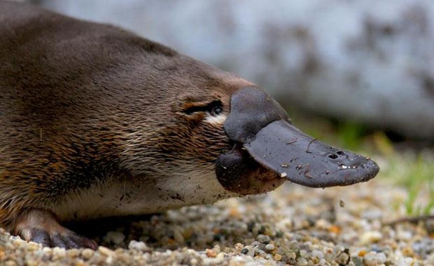 Duck Boy on the Platypus Farm